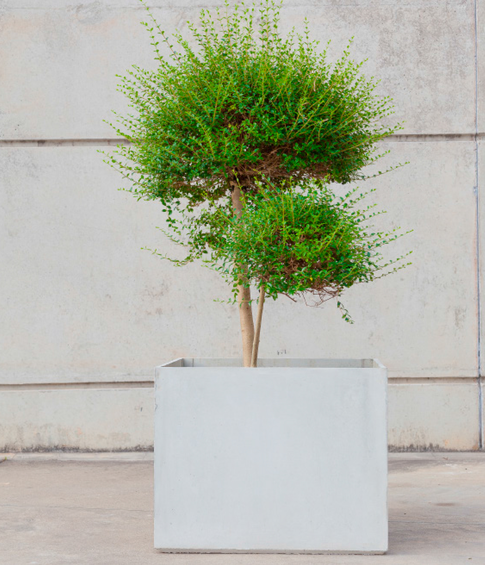 JARDINERA_221-2